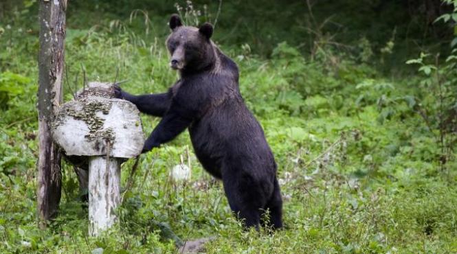 ursul brun votat simbol national