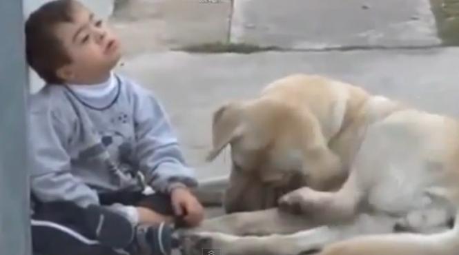 un caine are grija de un copil cu sindromul down video