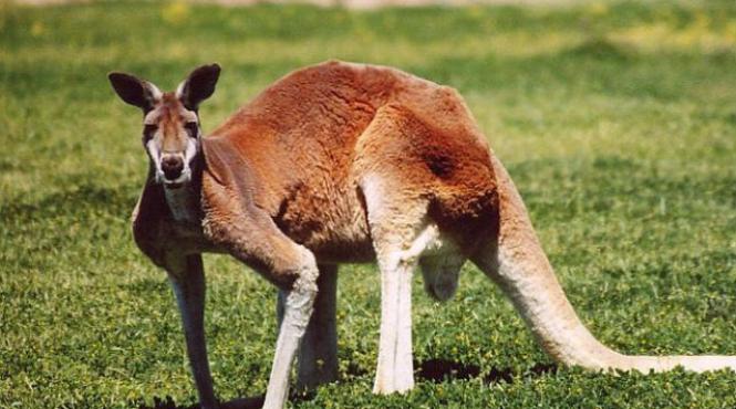 australia vrea sa cucereasca piata chineza cu carnea de cangur