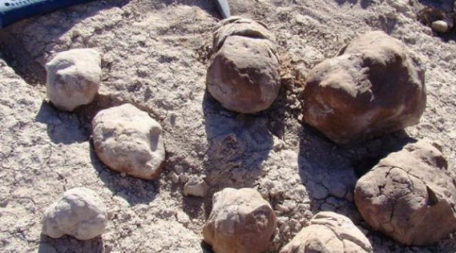 cea mai veche latrina publica descoperita in argenina are 240 de milioane de ani