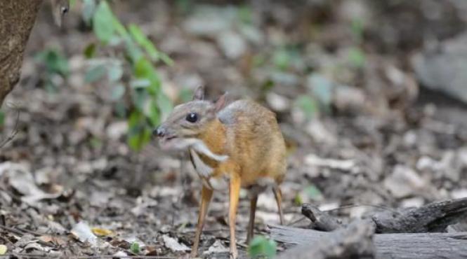 animale despre care nu stiati ca exista kanchil video