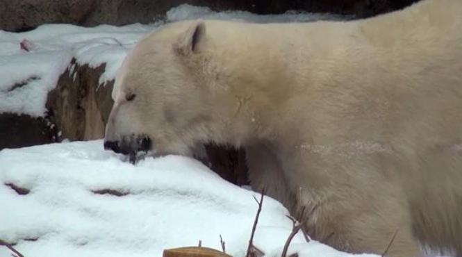 frig de crapa ursul polar in sua lincoln park zoo a mutat animalele specifice zonei arctice la caldura video