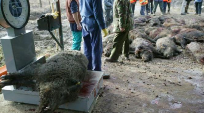 incepe vanatoarea de la balc ce vip uri au raspuns invitatiei lui ion tiriac