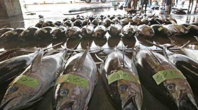 nivel radioactiv de peste 100 de ori mai mare la pestii pescuiti langa fukushima