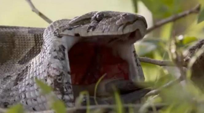 asta o vezi doar o data n viata momentul in care un piton urias isi disloca maxilarul ca sa poata inghiti o antilopa africana video