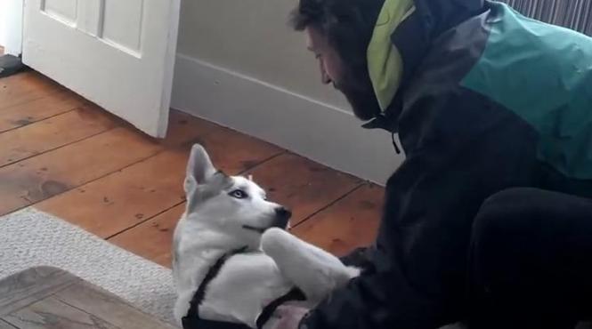 dialog incredibil intre un husky si stapanul sau cainele spune nu cand e trimis in cusca video