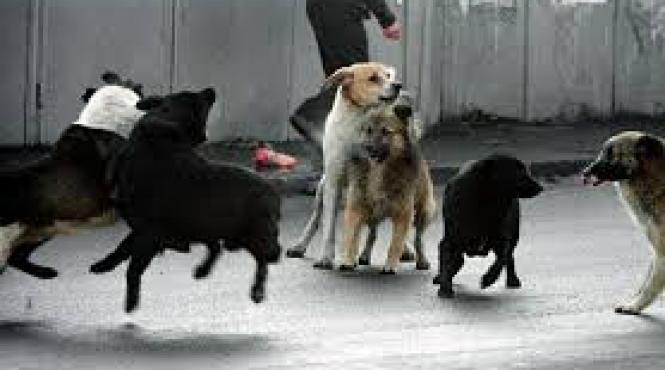 tanara atacata de o haita de caini in fata universitatii de vest din timisoara