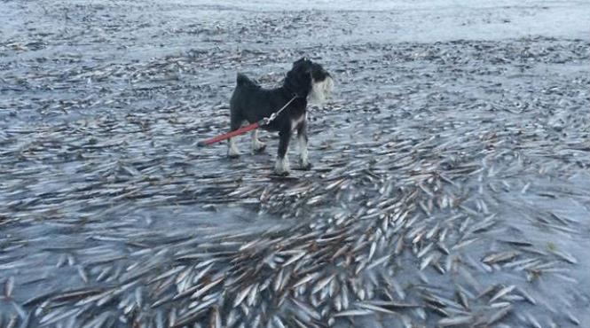 pesti inghetati apa norvegia