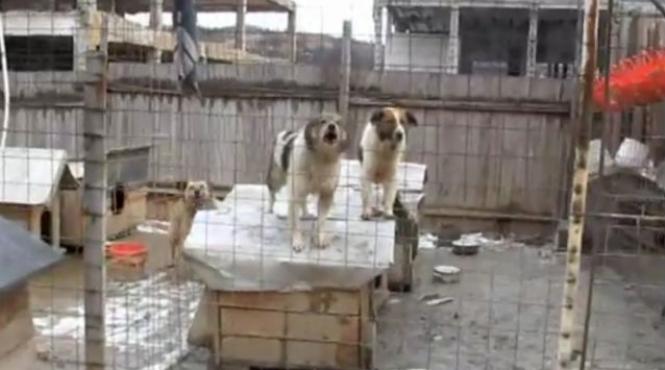 targ de maidanezi la drobeta turnu severin