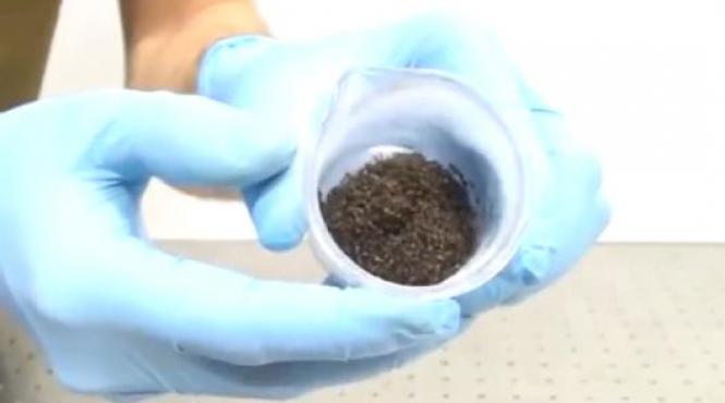 comportament uluitor furnici de foc cercetatori