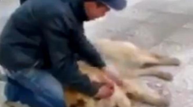 barbat plange caine accident