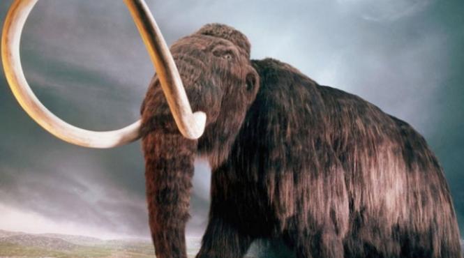 de ce au disparut mamu ii i rinocerii lano i concluzia exper ilor senza ionala