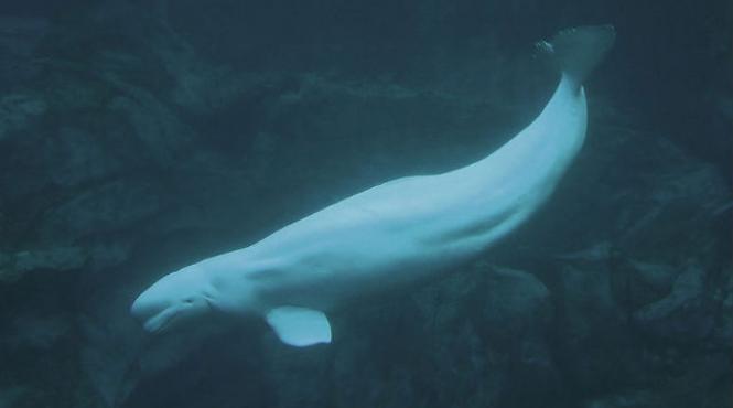 balene arctice infectate cu un parazit al pisicilor domestice