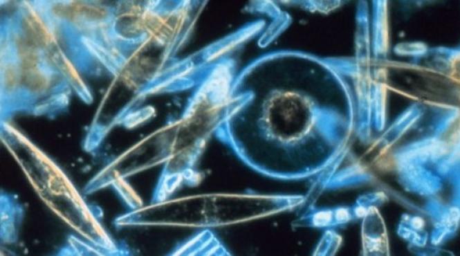 raspandire fara precedent a agentilor patogeni avertismentul oamenilor de stiinta americani