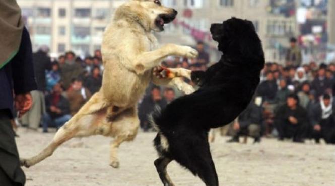 lupte de caini oprite cu focuri de arma