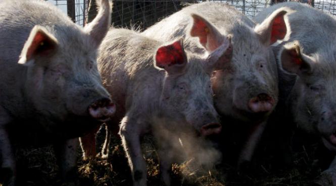 embargou rusesc asupra carnii de porc din ue rusia accepta o msiune de experti