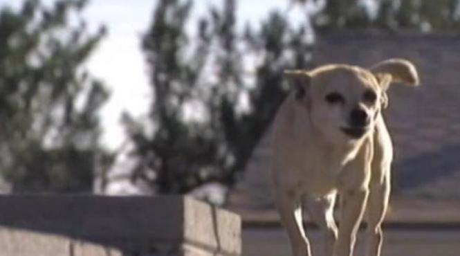 maidanezi chihuahua pheonix