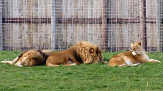 un leu salvat de la gradina zoologica din oradea ucis de alti lei intr un parc zoo din marea britanie