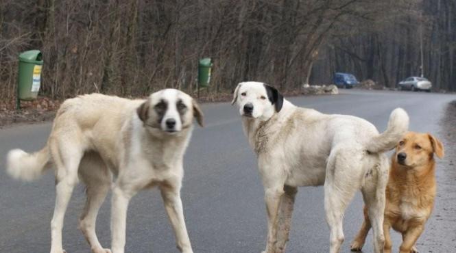 maidanezi caini comunitari invazie bulgaria