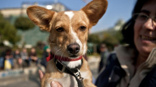 inregistrare caini stapan registrul de evidenta a cainilor cu stapan recs