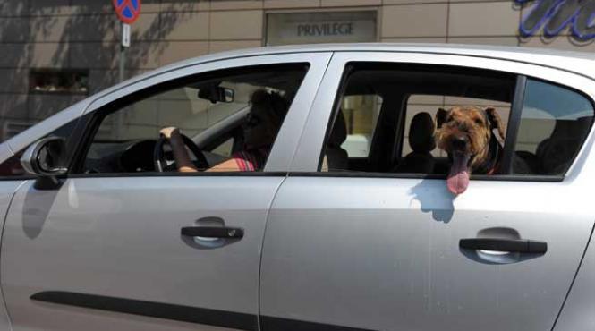 a inceput campania de inregistrare a cainilor cu stapan amenzi uriase pentru cei care evita inregistrarea lor