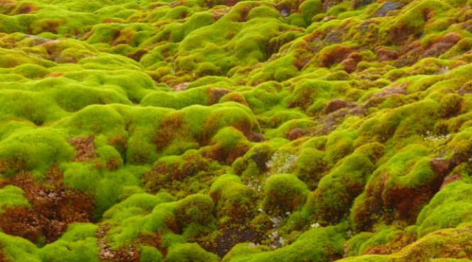 muschi din zona antarctica au revenit la viata dupa 1 500 de ani de hibernare sub gheata