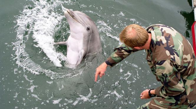 delfini lupta crimeea