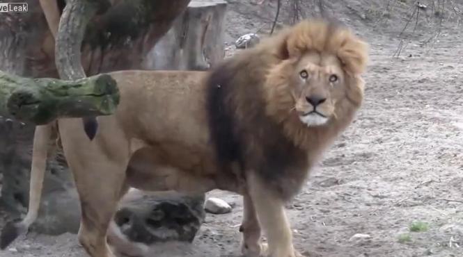 dupa ce a macelarit o girafa tanara gradina zoologica din copenhagaa a ucis acum patru lei perfect sanatosi