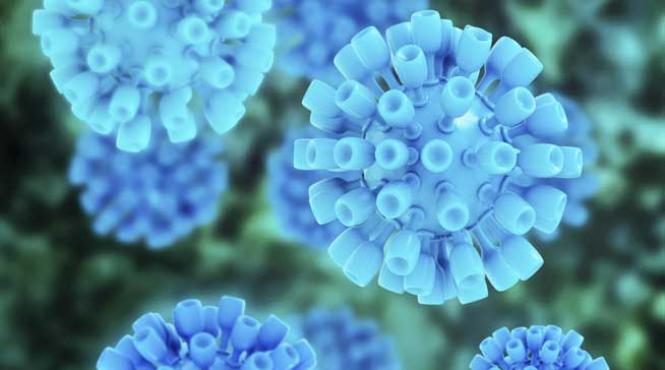 virusurile hepatitice multe si nelinistite