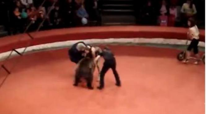 urs atac dresoare circ