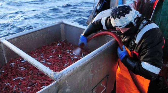 lucratori romani in industria piscicola din norvegia discriminati la salarii