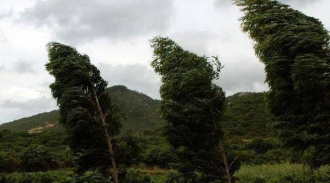 infotrafic evita i oprirea sau stationarea in dreptul copacilor de pe marginea drumurilor