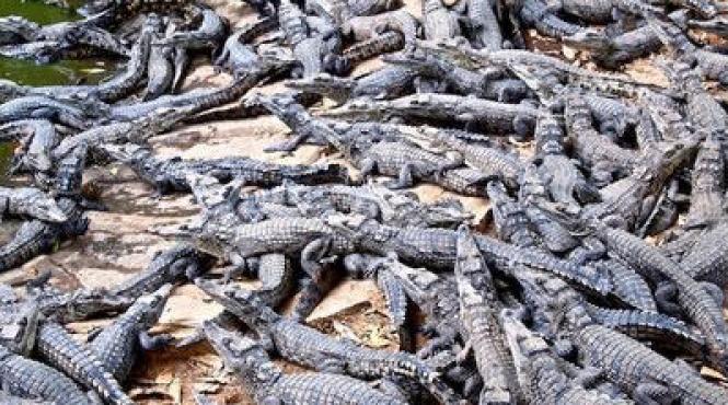 crocodili vegetarieni zimbabwe