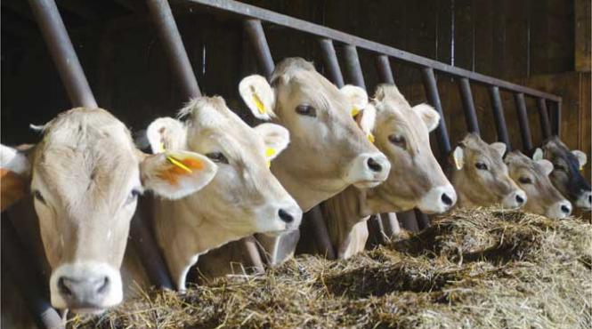127 de milioane de euro pentru crescatorii de vacute