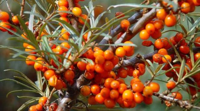 catina leacul minune in 100 de maladii