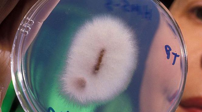 ciuperca banane pericol