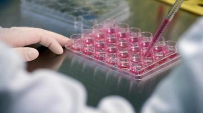 clonare in premiera a unor celule adulte pentru a ob ine celule stem embrionare