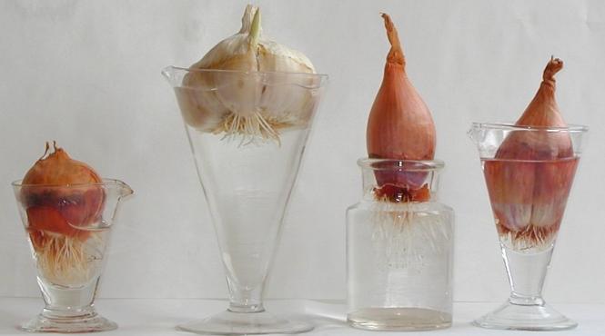 alunga cancerul cu ceapa i usturoi