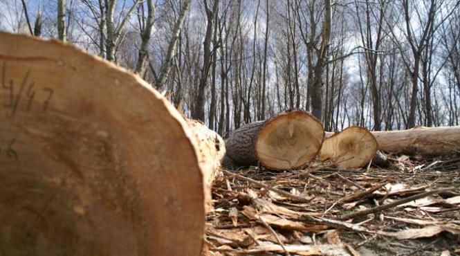 padurarii doljeni pusi pe butuci de romsilva