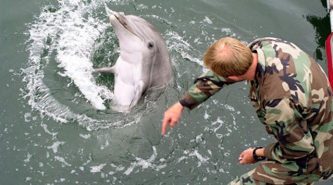 delfini militari sua rusia marea neagra