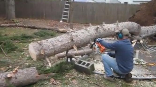 moment magic surprins de camera video ce se intampla cu un copac proaspat taiat cu drujba imaginile fac inconjurul lumii video