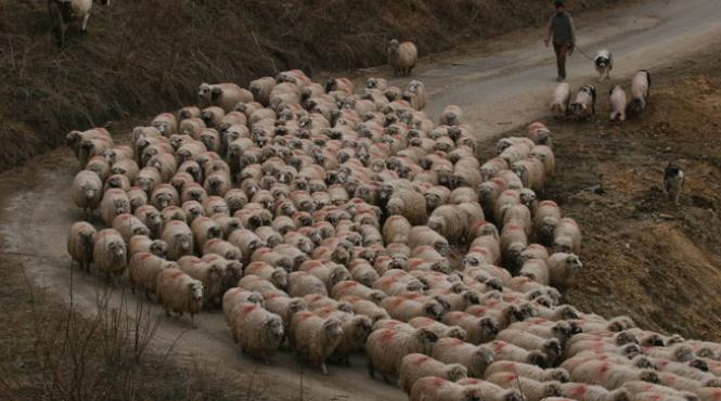 miorita merge la export in china