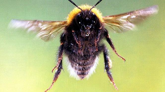 vaslui copil de trei ani in stare grava la spital dupa ce a fost atacat de albine