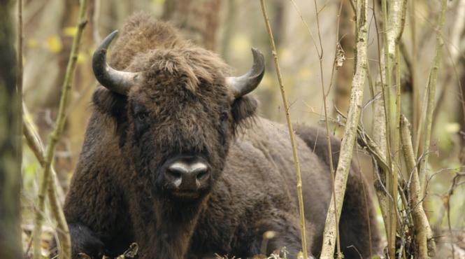 habitatul celui mai mare mamifer din europa declarat sit al patrimoniului mondial