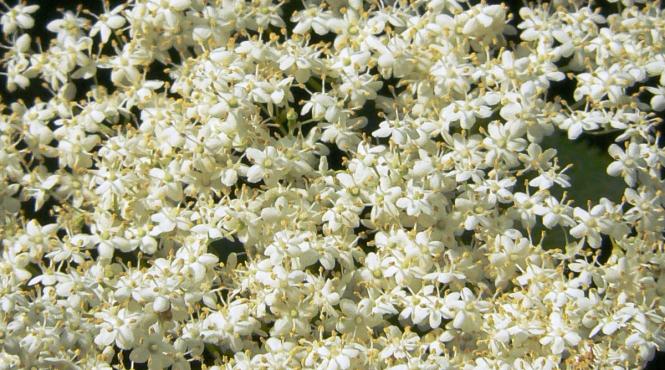 diete de sezon cura de slabire cu floare de soc