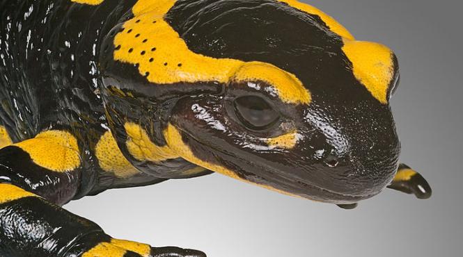 viata salamandrelor europene este amenintata de o ciuperca misterioasa