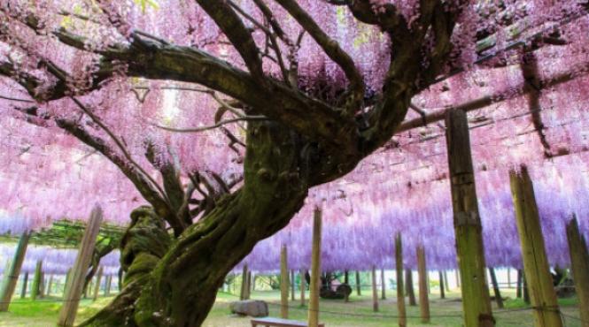 cele mai frumoase tuneluri naturale din lume galerie foto