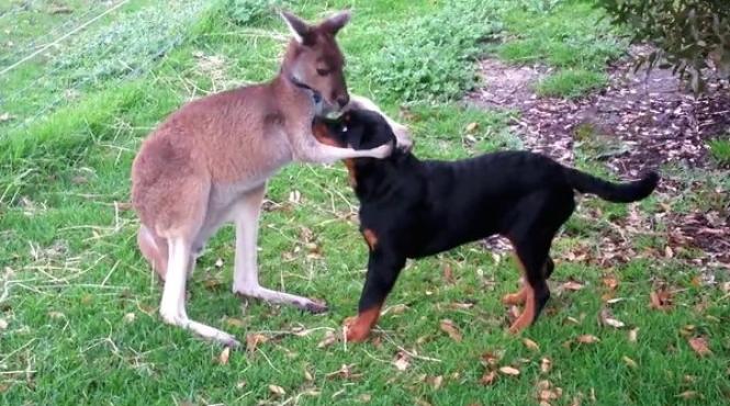 video prietenia uluitoare dintre un cangur i un rottweiler