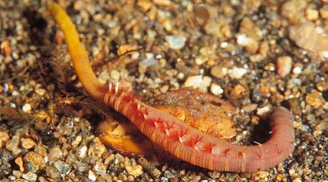 sange universal descoperire a cercetatorilor romani si ulterior a celor din franta