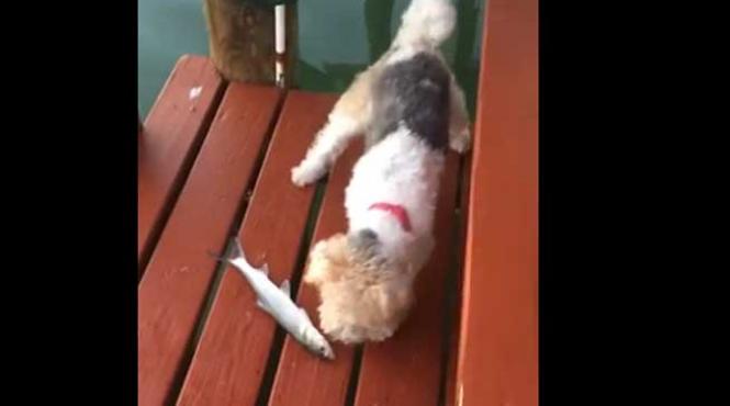 amuzant un catel intalneste pentru prima oara un peste video